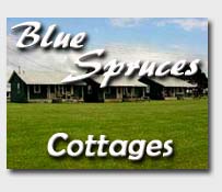 Blue Spruces